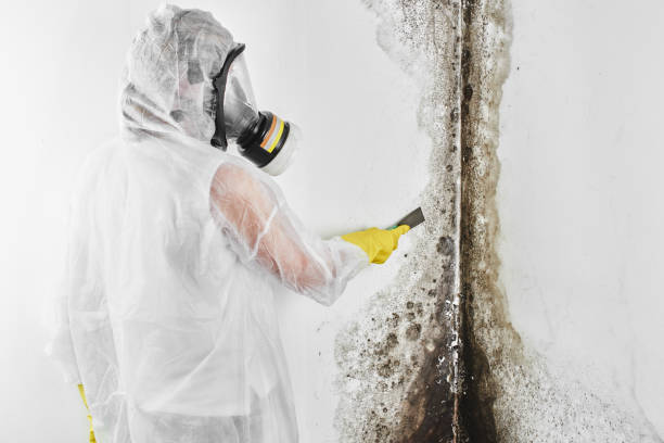 Best Emergency Mold Remediation  in Hutto, TX